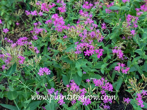 Sweet William Catchfly (Silene armeria)
